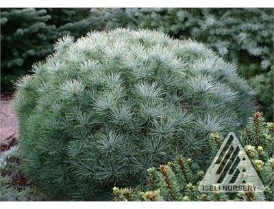 Sea Urchin White Pine Tree Form