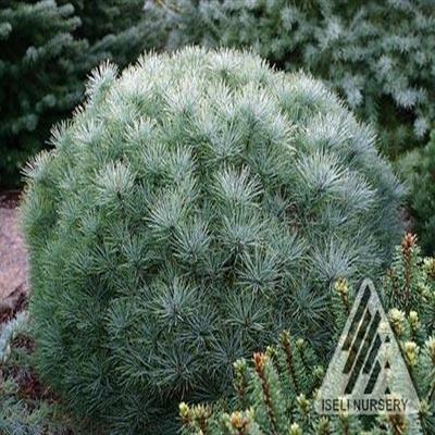 Sea Urchin White Pine Tree Form - image 2