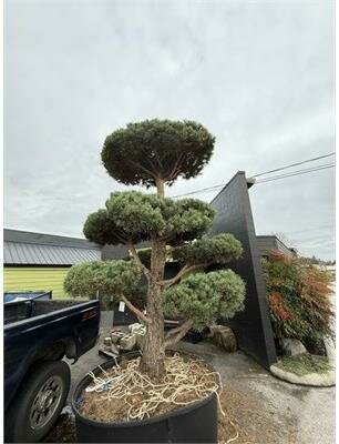 Topiary Scotch Pine - image 1