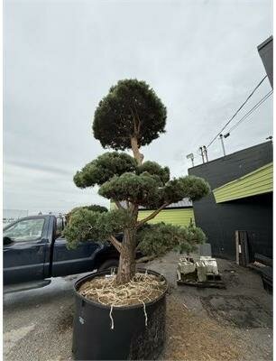 Topiary Scotch Pine - image 2