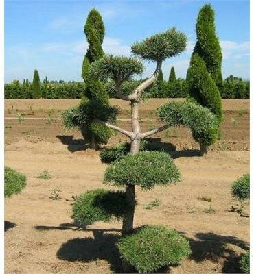 Topiary Scotch Pine - image 3