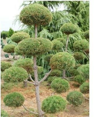 Topiary Scotch Pine - image 1