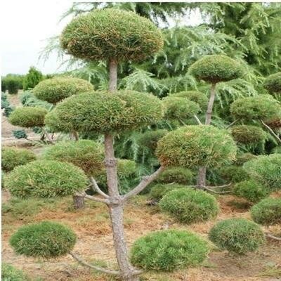 Topiary Scotch Pine