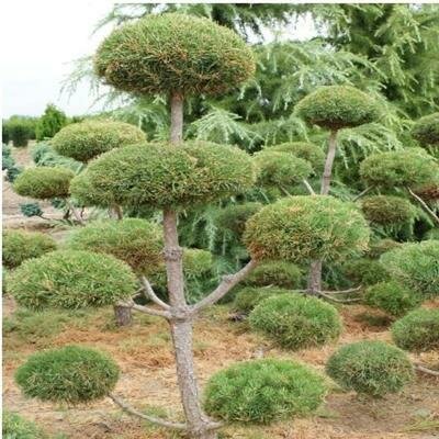 Topiary Scotch Pine