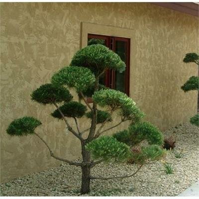 Poodled Water's Pine - image 1