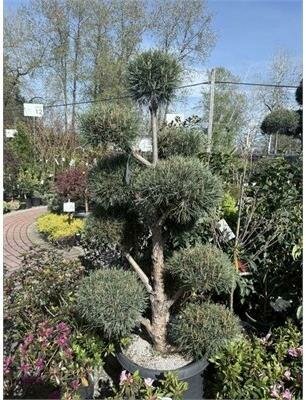 Poodled Water's Pine - image 2