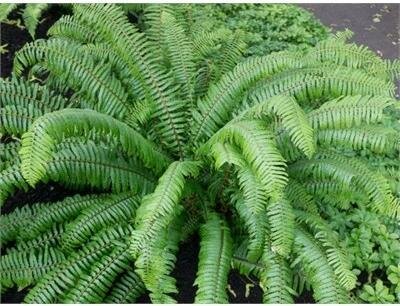 Western Sword Fern