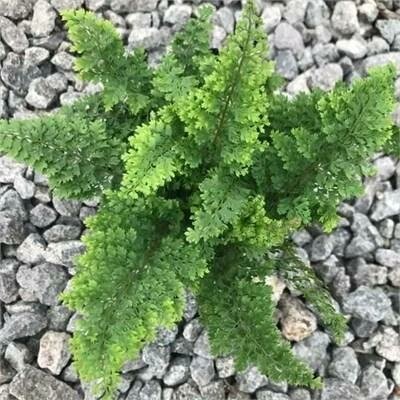Fairy Pillow Fern