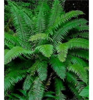 Western Sword Fern