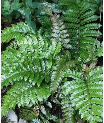 Japanese Tassle Fern