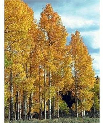 Trembling Aspen