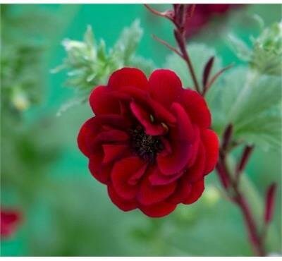 Flamboyant Cinquefoil