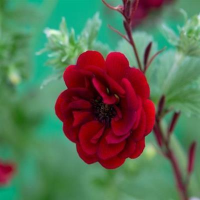 Flamboyant Cinquefoil - image 2