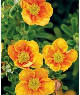 Mango Tango Potentilla