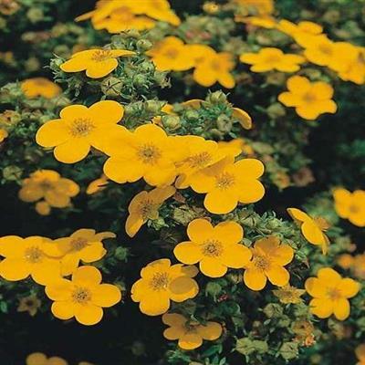 Tangerine Potentilla - image 2