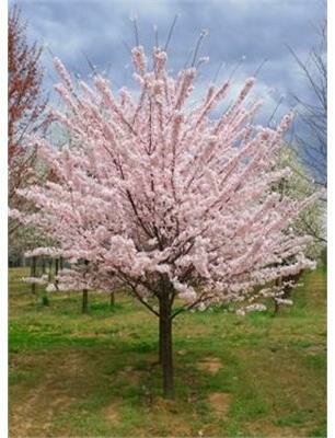 Akebono Flowering Cherry