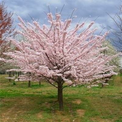 Top Worked Akebono Flowering Cherry Tree