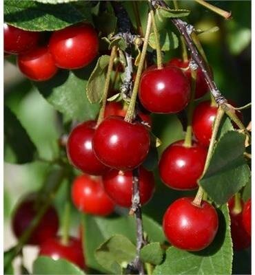 Carmine Jewel Dwarf Hardy Edible Cherry