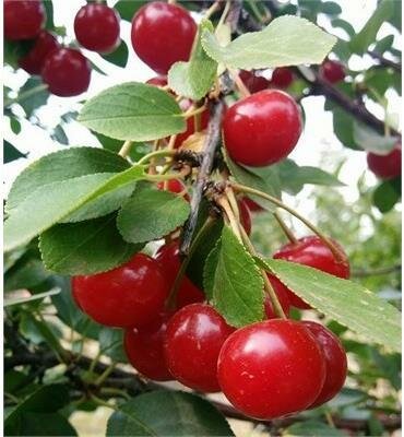 Crimson Passion Dwarf Hardy Edible Cherry