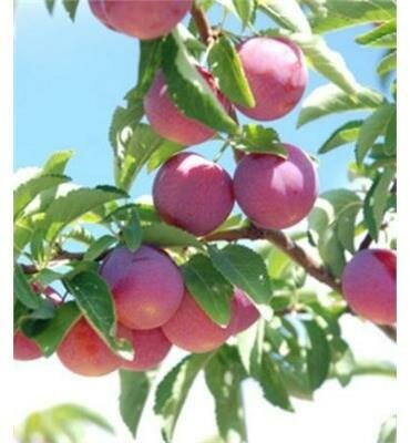 Japanese Toka Plum Tree