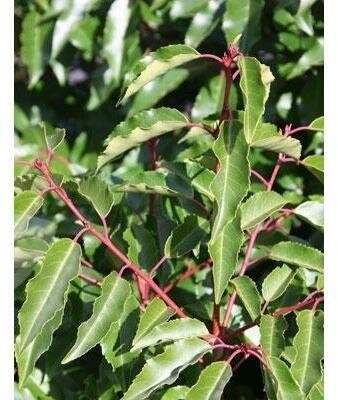 Portugese Laurel
