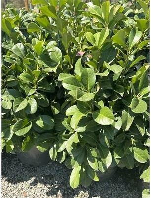 Etna Dwarf English Laurel