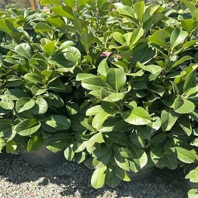 Etna Dwarf English Laurel