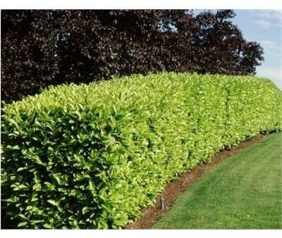 English Laurel
