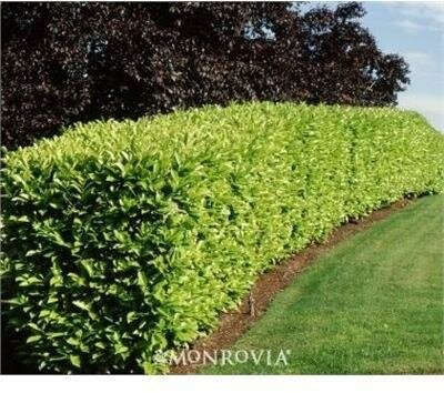 English Laurel