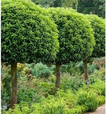 Tree Form Portuguese Laurel - Triple Tree Nurseryland