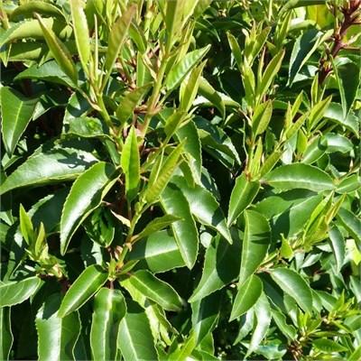 Portuguese Laurel