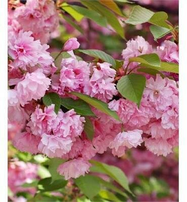 Kwanzan Flowering Cherry