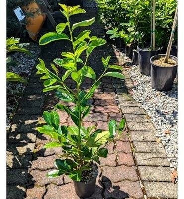 English Laurel - image 2