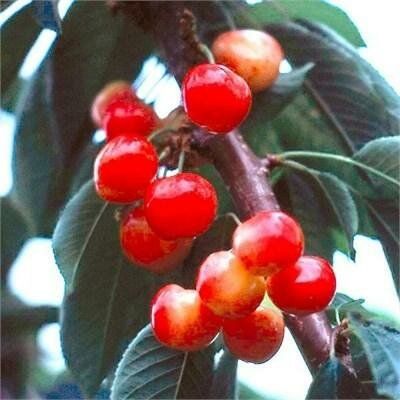 Rainier Cherry Tree