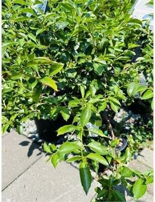 Romeo Dwarf Hardy Edible Cherry - image 1