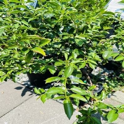 Romeo Dwarf Hardy Edible Cherry