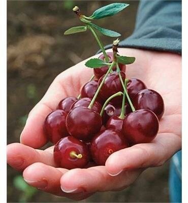 Romeo Dwarf Hardy Edible Cherry - image 2