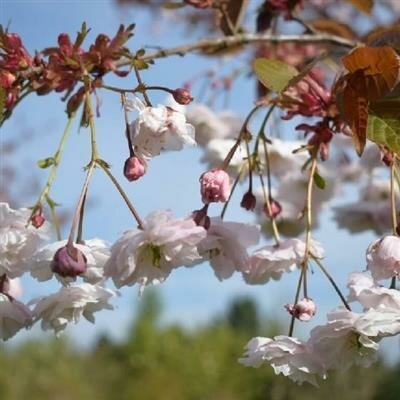 Shirofugen Flowering Cherry