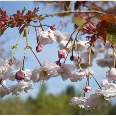 Shirofugen Flowering Cherry