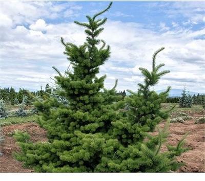 Waggin Tails Douglas Fir