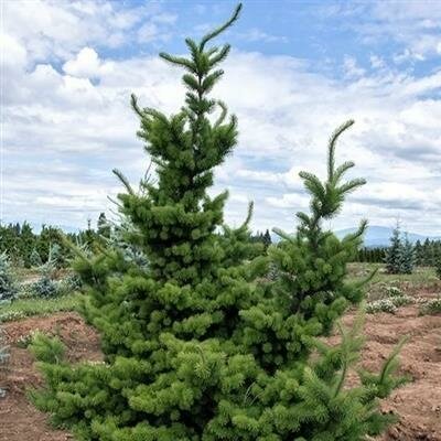 Waggin Tails Douglas Fir