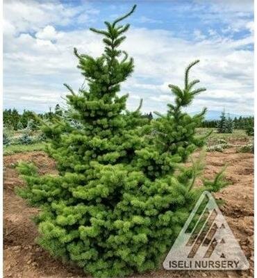 Waggin Tails Douglas Fir 5-6'
