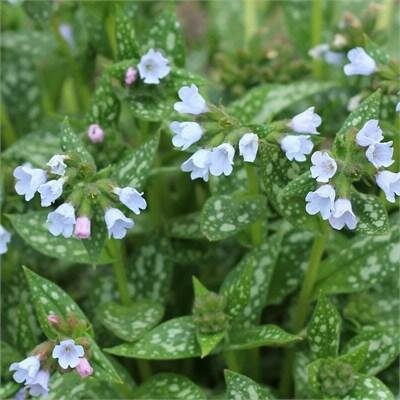 Opal Pulmonaria (Lungwort)