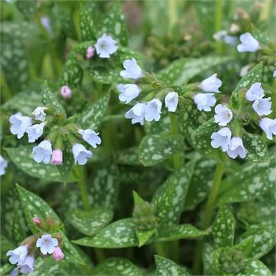 Opal Pulmonaria (Lungwort)