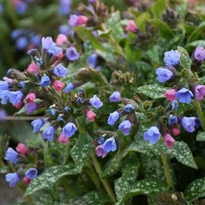 Pink-A-Blue Pulmonaria (Lungwort)