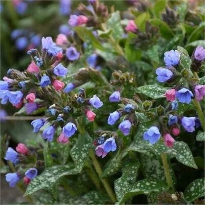Pink-A-Blue Pulmonaria (Lungwort)