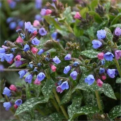 Pink-A-Blue Pulmonaria (Lungwort)