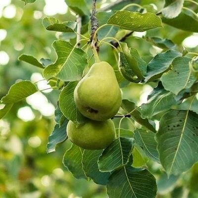 Anjou Pear Tree