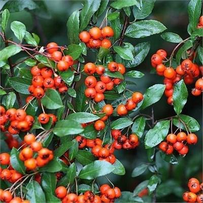 Pyracantha Orange Glow