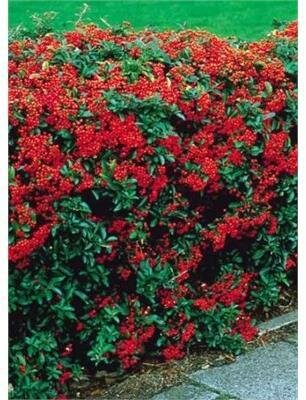 Victory Pyracantha On Trellis